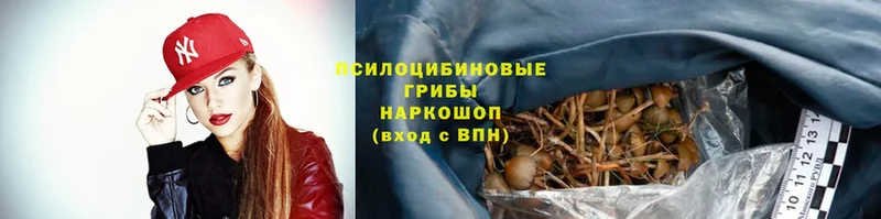 Галлюциногенные грибы Psilocybe  Дальнегорск 