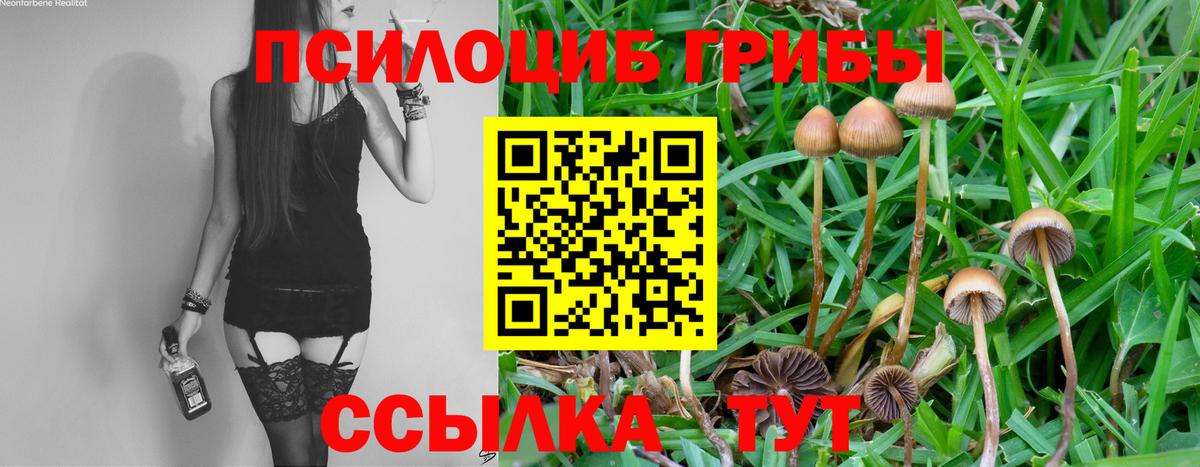 Псилоцибиновые грибы Cubensis Дальнегорск